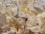 Beautiful Petrified Wood Slab - Madagascar #14580-1